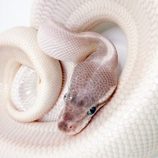 Королевский питон Super Mojave Yellow belly