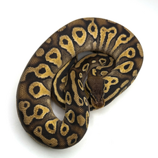 Королевский питон Bongo pastel