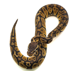 Королевский питон Super Mojave Yellow belly