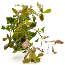 Людвигия Инклината темно-оранжевая (в горшке) (Ludwigia Inclinata)