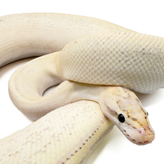 Королевский питон Puma