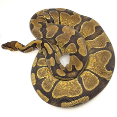 Королевский питон Enchi het Pied M