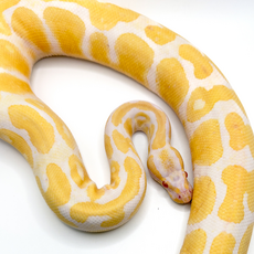Королевский питон Albino 66%  het Pied