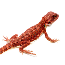 Агама бородатая Red Blue bar