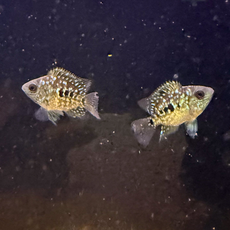 Цихлазома бриллиантовая Красный Техас (S) (Cichlasoma carpinte)