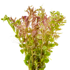 Ротала Фуцзянь (Rotala sp. Fujian)