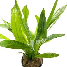 Эхинодорус Красный Дьявол (в горшке) (Echinodorus Red Devil)