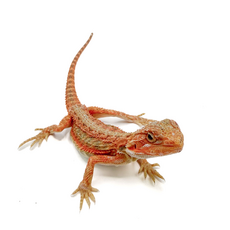 Агама бородатая hypo TRANSLUCENT М