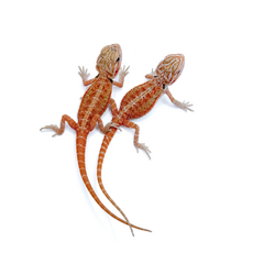 Агама бородатая Hypo Translucent het witblits