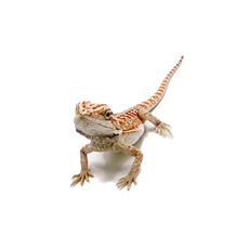 Агама бородатая white red / het witblits