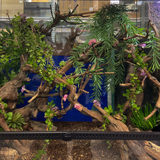 Террариумный комплект "Изгибы Мадагаскара"