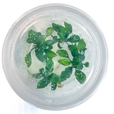 Анубиас хастифолия (меристема) (Anubias hastifolia)