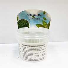 Селагинелла Унцината (меристема) (Selaginella Uncinatai)