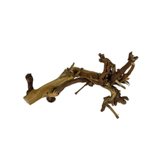 Лоза тигровая, 30 см