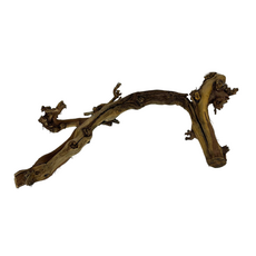 Лоза тигровая, 60 см