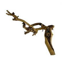 Лоза тигровая, 40 см