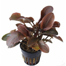 Лагенандра Меебольда красная (с грузом) (Lagenandra meeboldii)