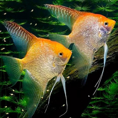 Скалярия золотая даймонд (Pterophyllum scalare)