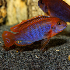 Йодотрофеус Шпренгера (Jodotropheus sprengerae)
