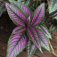 Стробилантес  (Strobilanthes dyeriana)