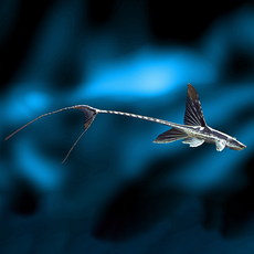 Стурисома панамская XL (Sturisomatichthys panamense)