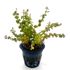 Аммания Бонсай (в горшке) (Ammania Bonsai)