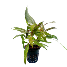 Гигрофила сиамская (в горшке) (Hygrophila corymbosa Siamensis)