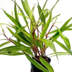Гигрофила гвианская (с грузом) (Hygrophila guianensis)