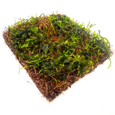Мох Анчер "якорный" на кокосовом мате (Taxiphyllum sp. Anchor moss)