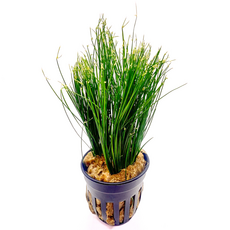 Циперус Хаспан (Cyperus haspan)