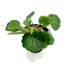 Камнеломка плетеносная (Saxifraga stolonifera)