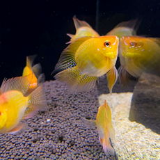 Апистограмма рамирези баллон золотая XL (Mikrogeophagus ramirezi)