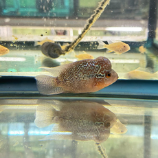 Цихлазома Фловер Хорн Зеленый Дракон