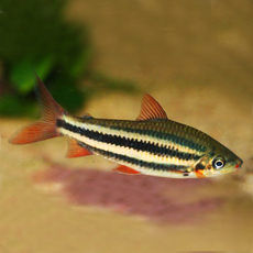 Лепоринус Аркус, красногубый (Leporinus arcus)