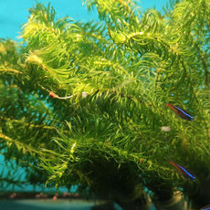 Гидрилла мутовчатая (в горшке) (Hydrilla verticillata)