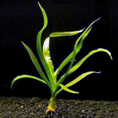 Кринум тайский (в горшке) (Crinium thaianum)