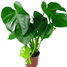 Монстера Делициоза