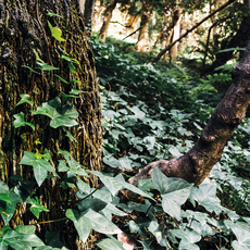 Фон для террариума Плющ 30х30 см