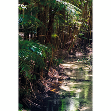 Фон для террариума Ручей в джунглях 30х45 см