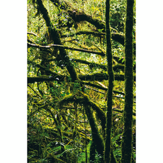 Фон для террариума Эхо дождевого леса 60х90 см