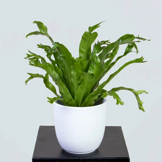 Асплениум Крисси