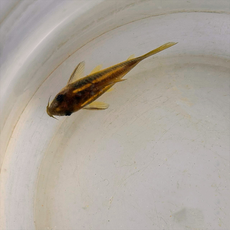 Сом коридорас зеленый лазер (Corydoras aeneus greenlaser)