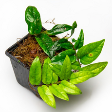 Фикус (Ficus sp. Palawan)