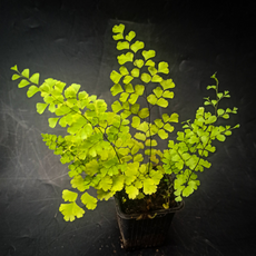 Адиантум (Adiantum sp)