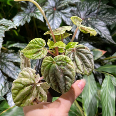 Пеперомия (Peperomia Buenos Aires S)