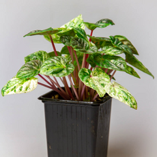 Пеперомия (Peperomia caperata white lady)