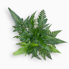 Румора (Rumohra Adiantiformis Variegata)