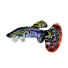 Игрушка мягкая Рыбка Гуппи М, в ассортименте