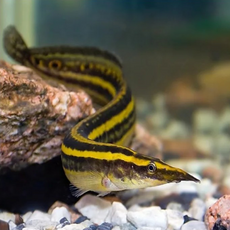 Угорь Макрогнатус чернолинейный (Macrognathus aral)