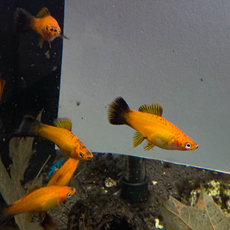 Меченосец Сансет чернохвостый (Xiphophorus helleri sp.)